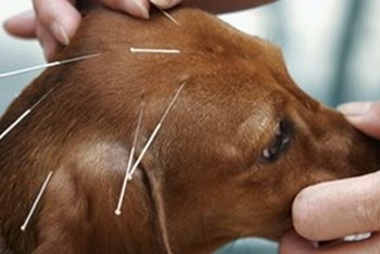 Pets can benefit from acupuncture regardless of whether they have pet insurance.